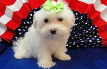 maltese11