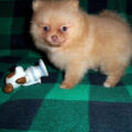 pomeranian puppy5
