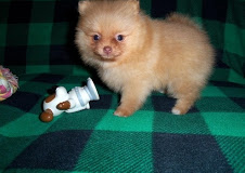 pomeranian puppy5