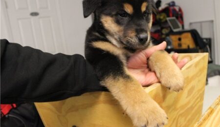 rottweiler puppy 8