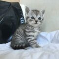 schotse vouwen kittens