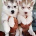 siberian husky pups 1