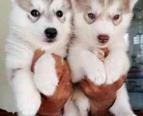 siberian husky pups 1