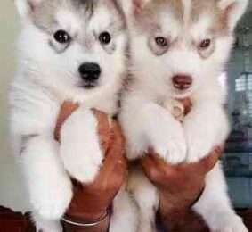 siberian husky pups 1