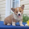 welsh corgi pembroke6