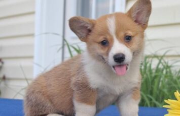 welsh corgi pembroke6
