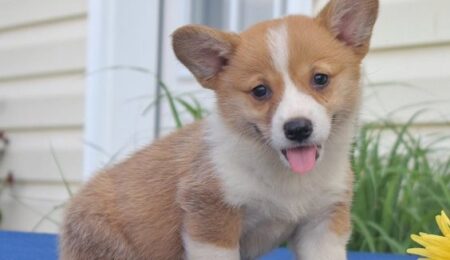 welsh corgi pembroke6