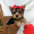 yorkshire terrier12 Copy