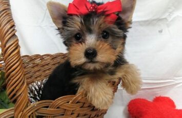 yorkshire terrier12 Copy