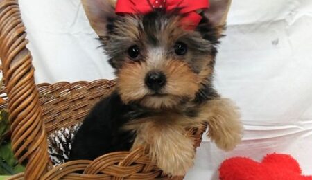 yorkshire terrier12 Copy