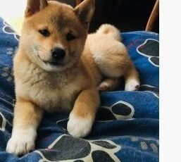 244368 612c5d310fe70 d