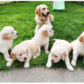 golden retriever puppies