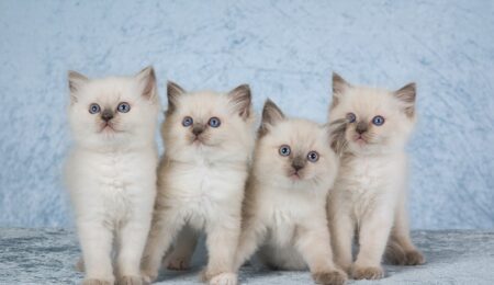 4 Cute Ragdoll kittens on silver blue background fabric Linn Currie Shutterstock