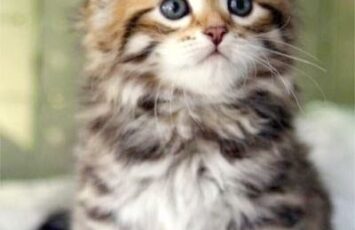 bca196f82a93c40e7e07340c13306c78