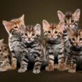 bengal kittens