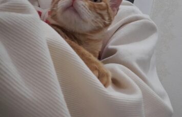 VideoCapture 20260422 032441